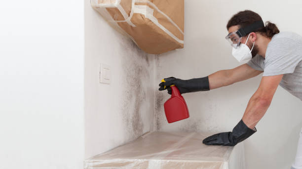 Professional Attic Mold Remediation technician working in Garwood, NJ
